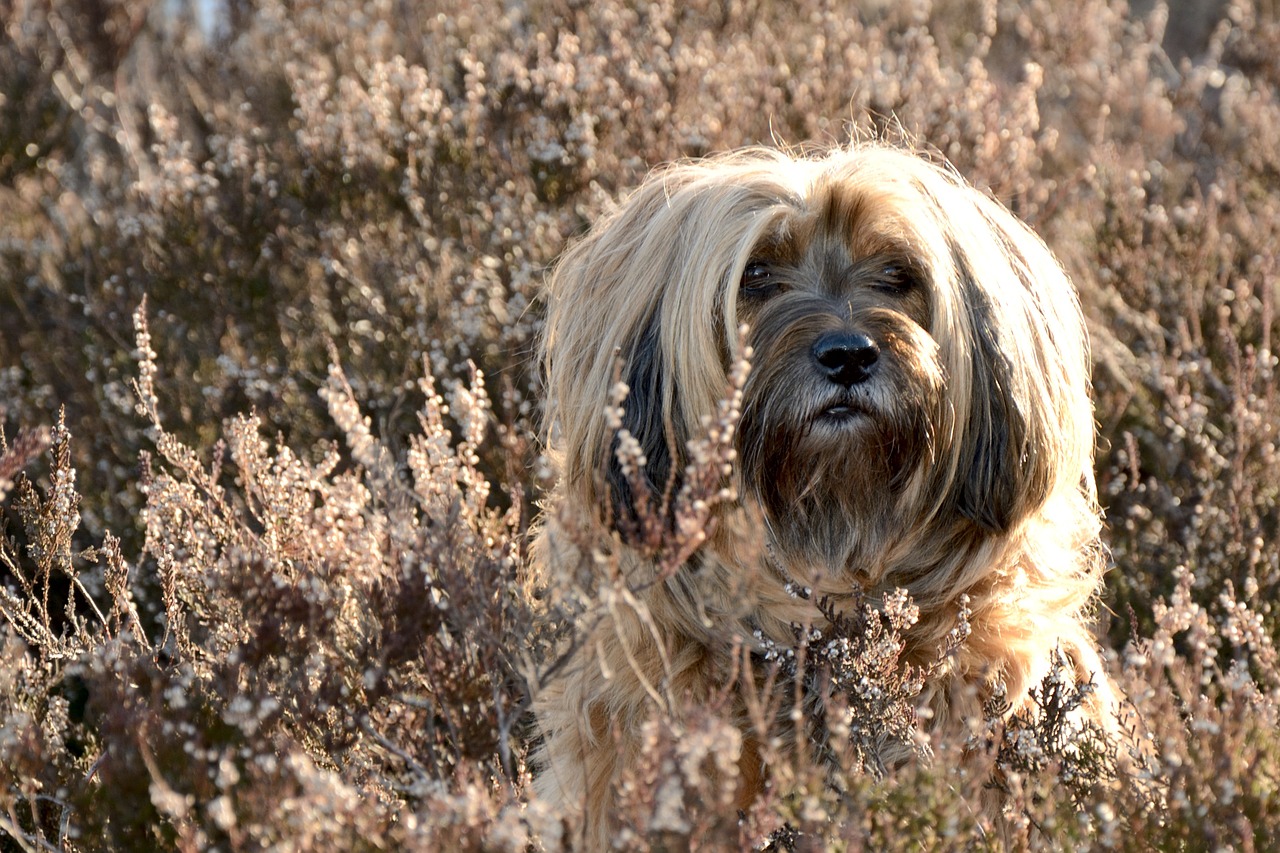 dog face portrait free photo