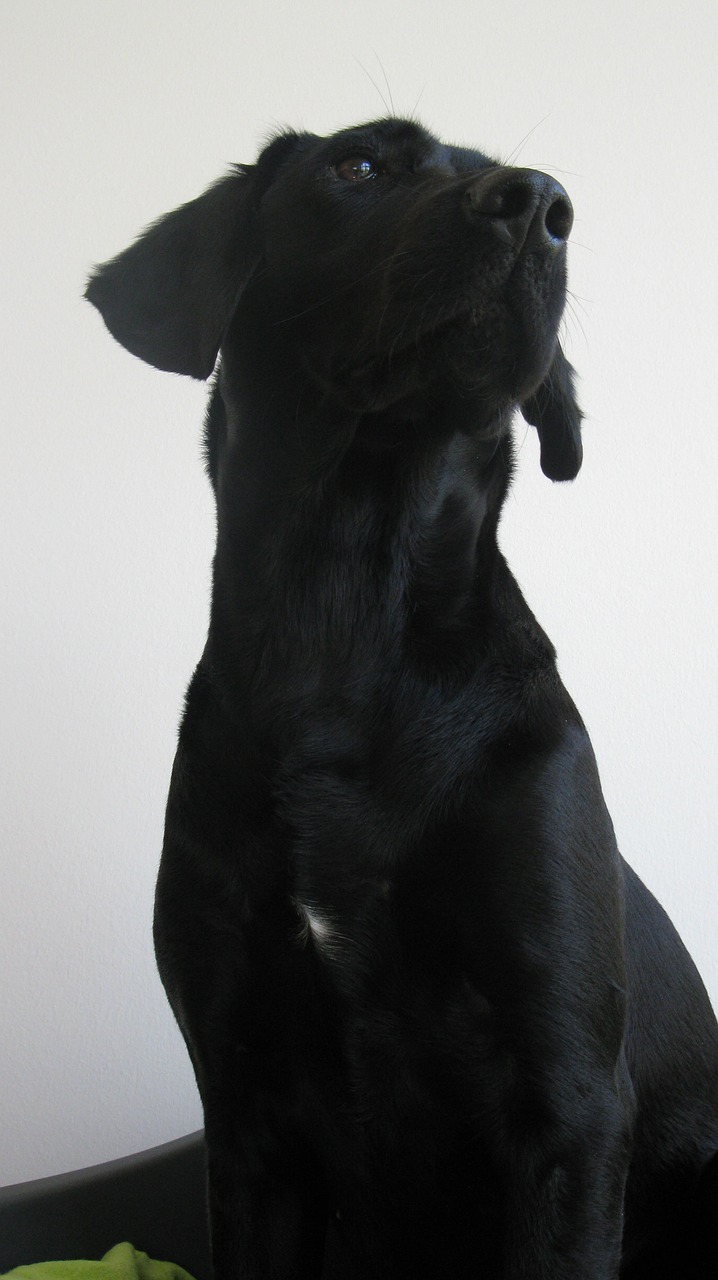 dog labrador formel1 free photo