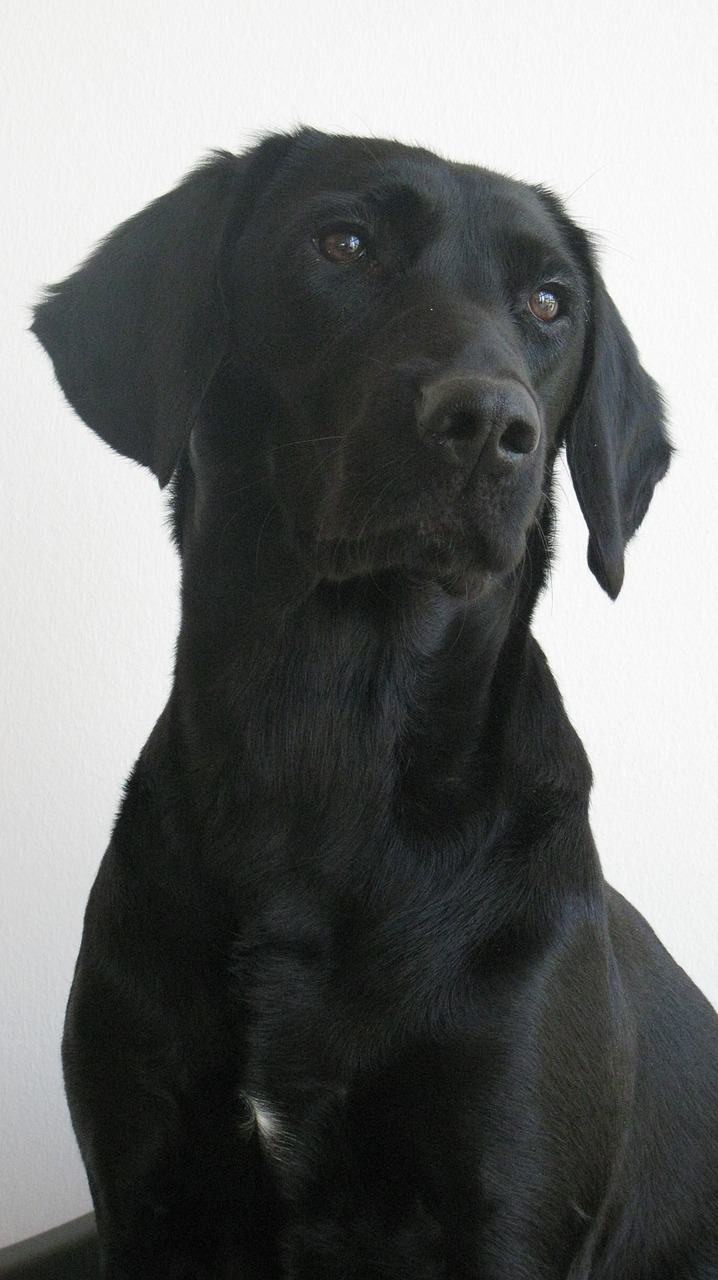 dog labrador formel1 free photo