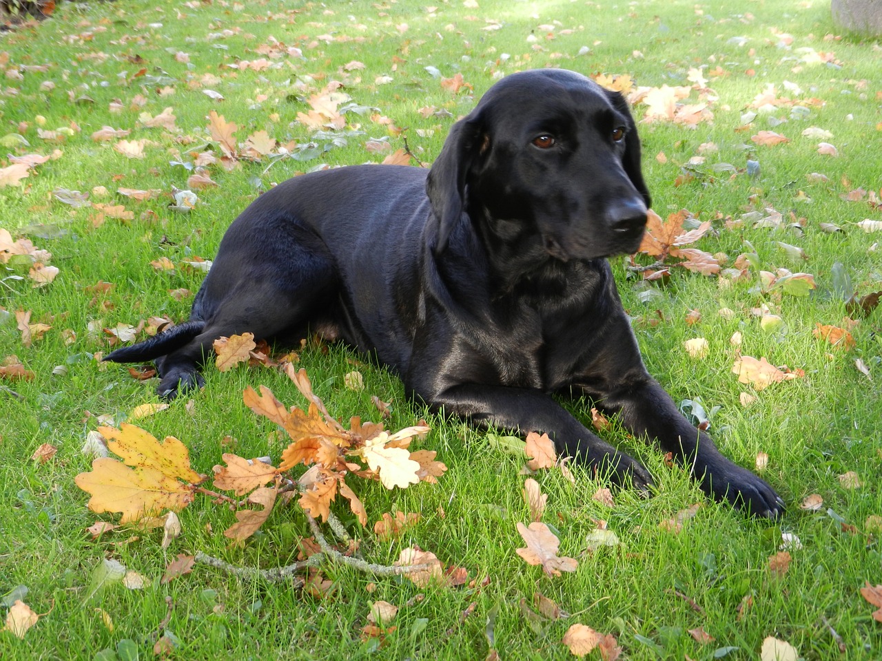 dog labrador formel1 free photo