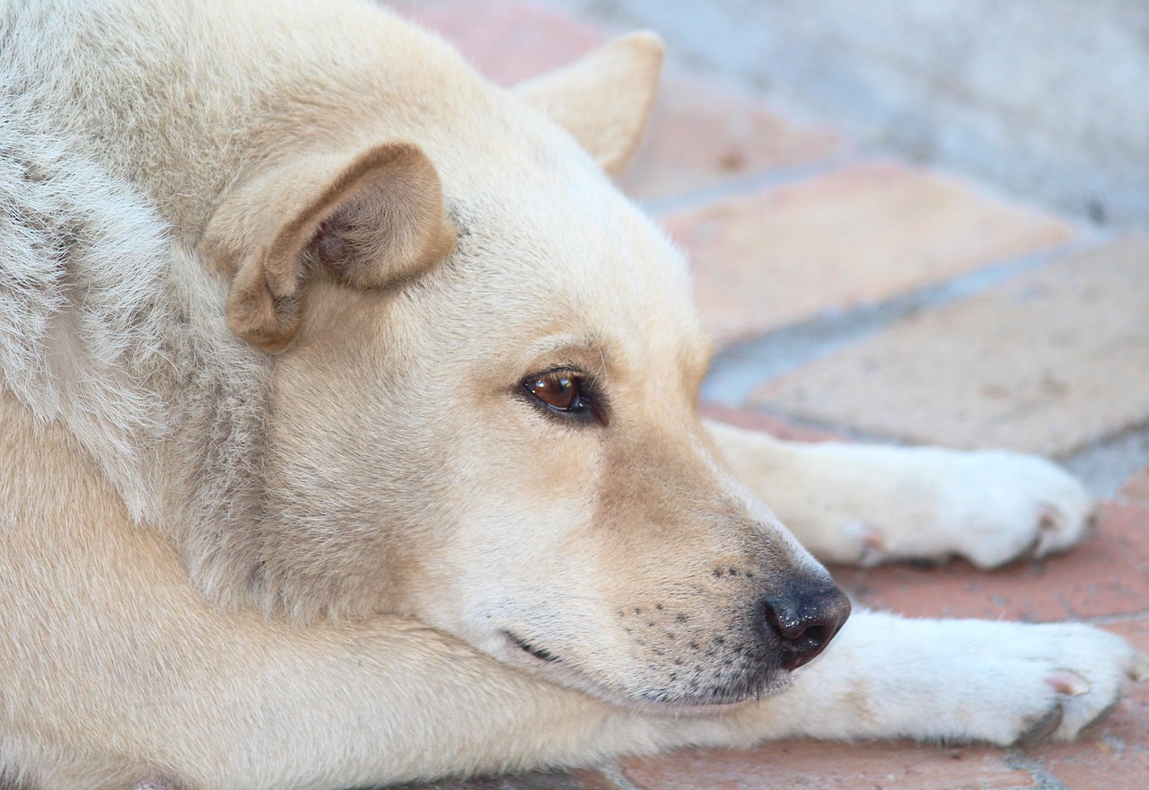 dog dog head concerns free photo