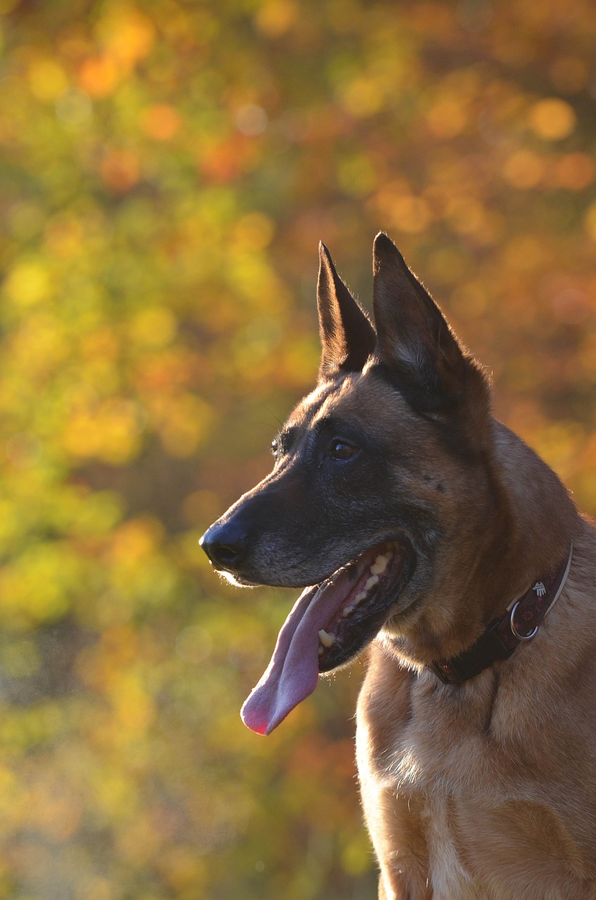 dog autumn leaves free photo