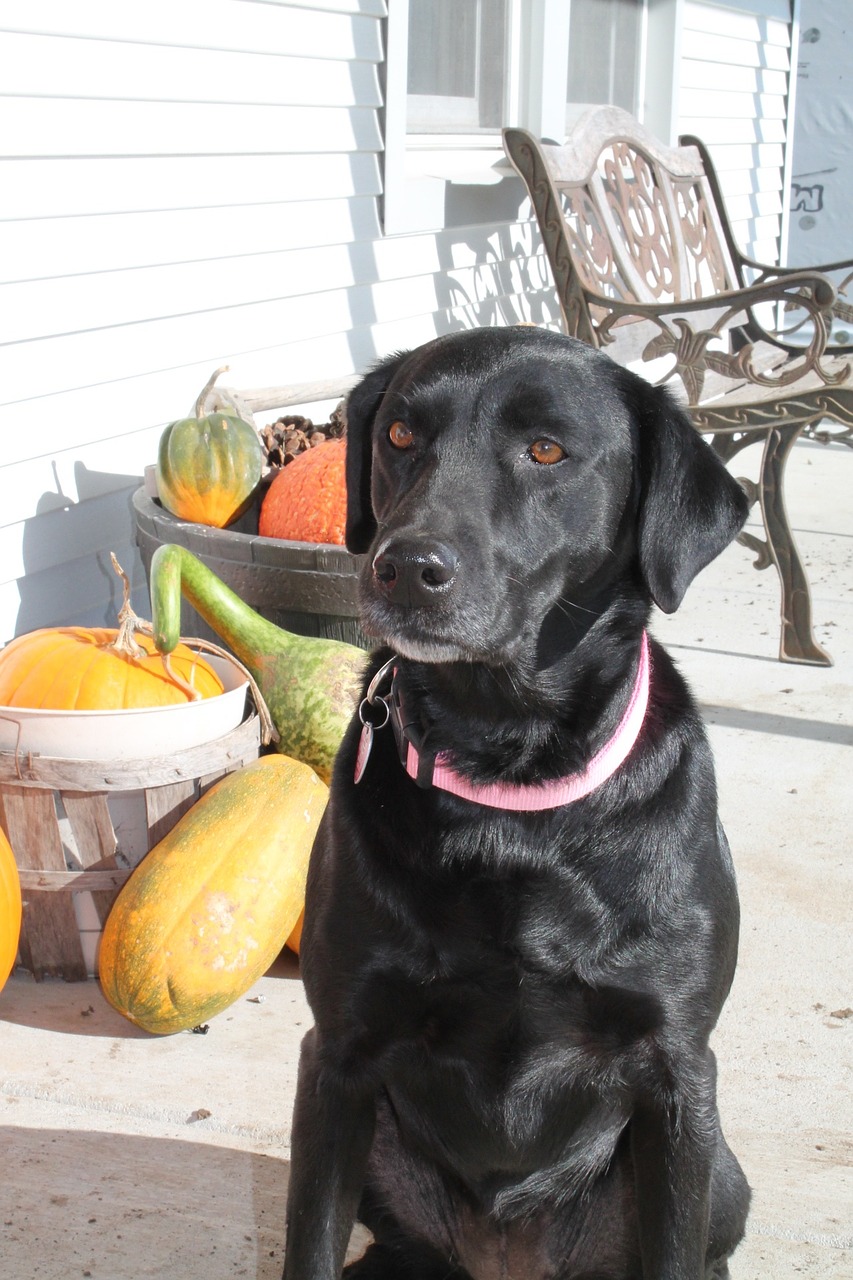 dog fall autumn free photo