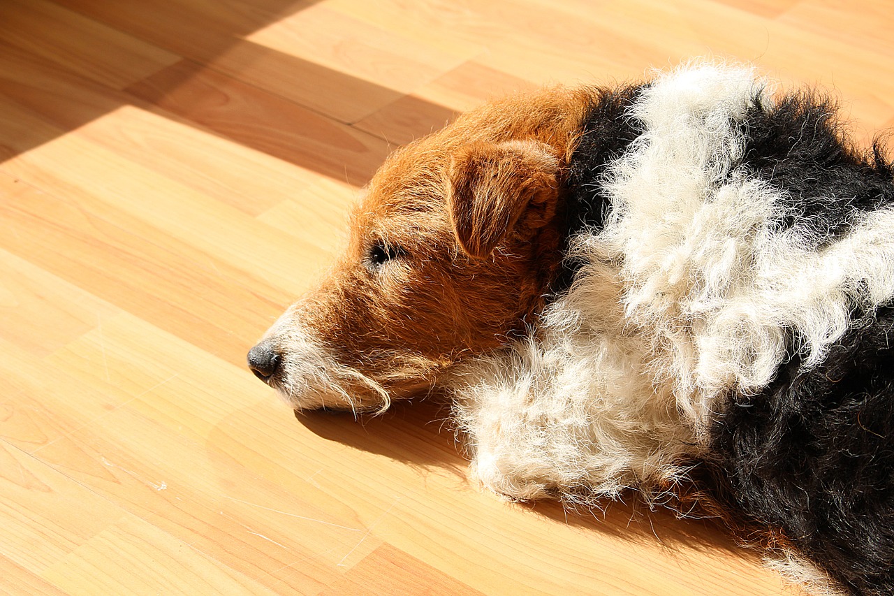 dog fox terrier sleep free photo