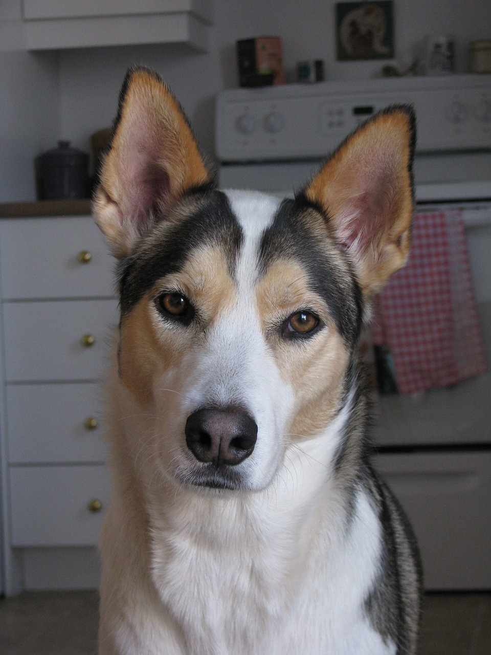 dog husky portrait free photo