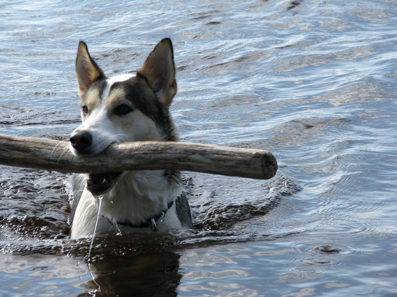 dog swim intake free photo