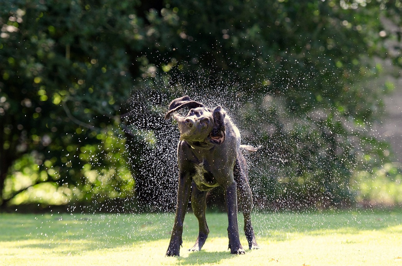 dog shaking image schüttelnder dog free photo