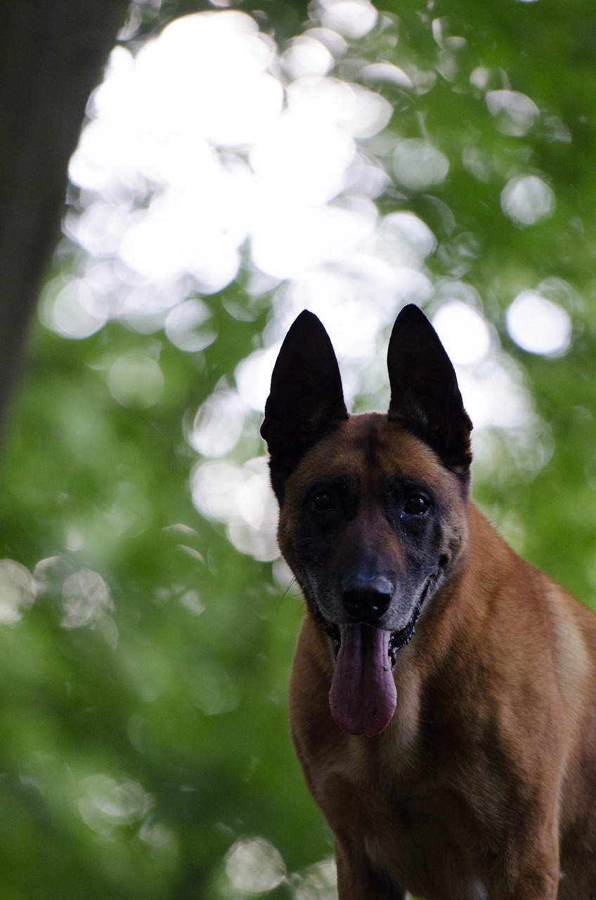 dog malinois male free photo