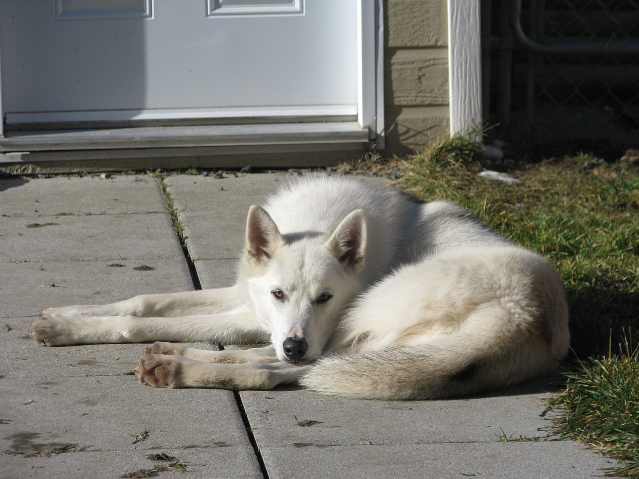 dog rest quiet free photo