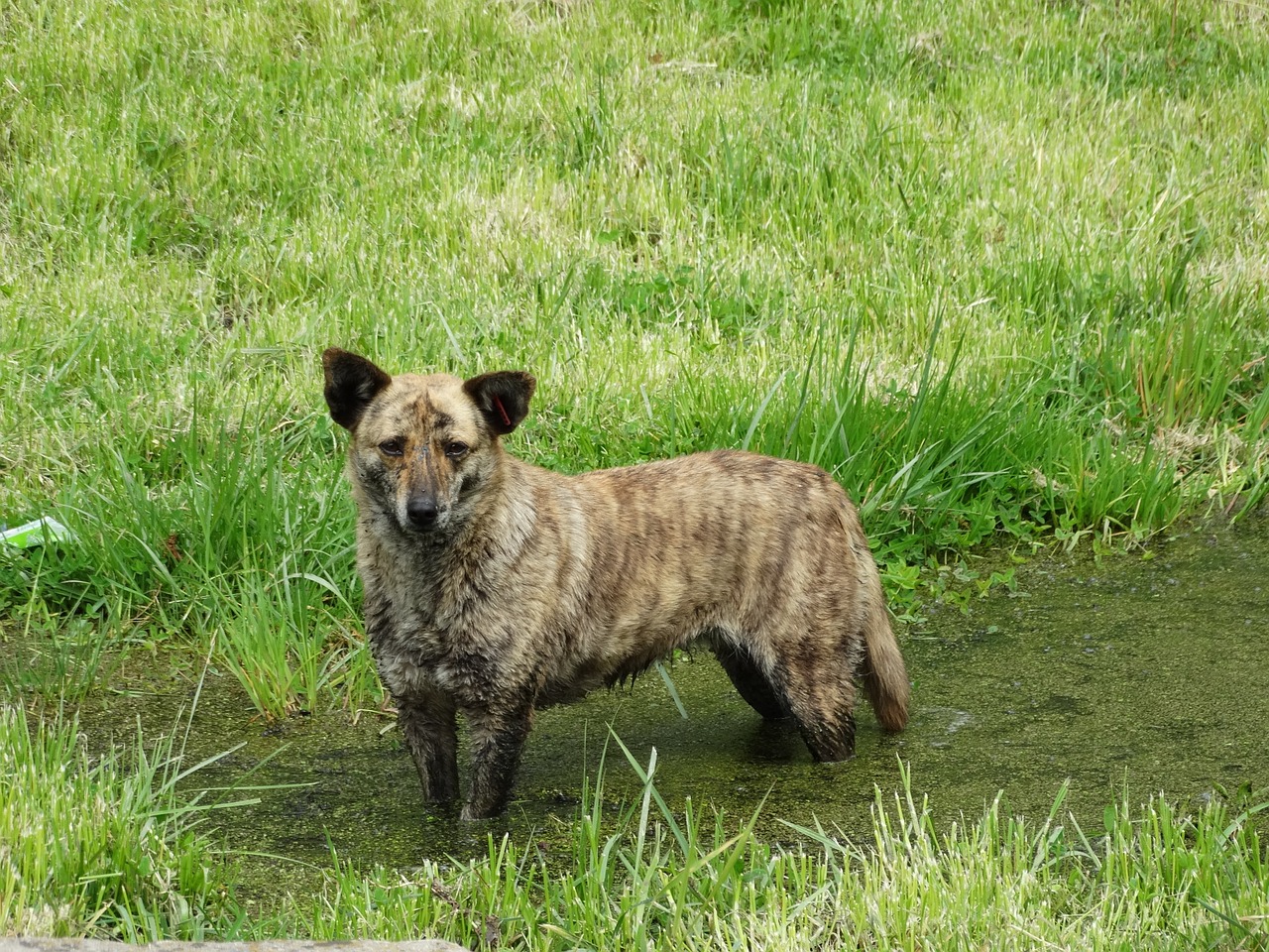 dog homeless sad free photo