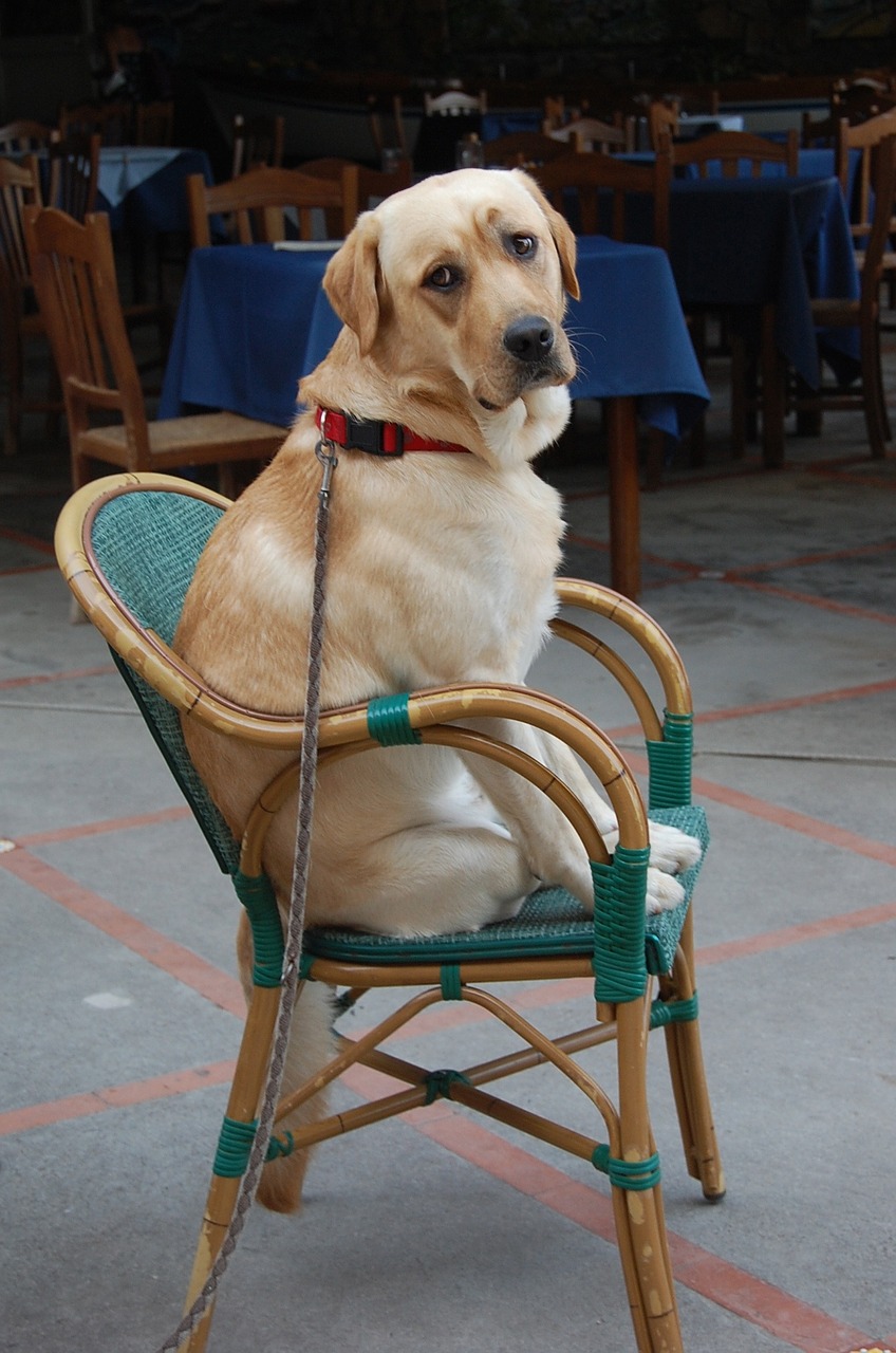 dog golden retriever animal free photo