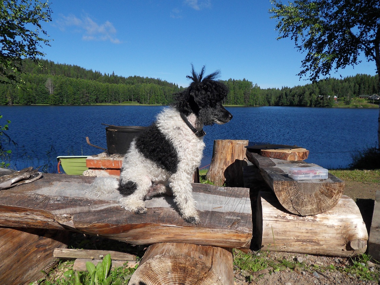 dog harlequin poodle lake free photo