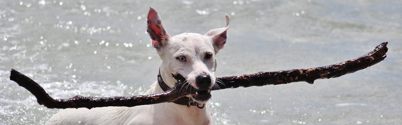 dog batons play free photo