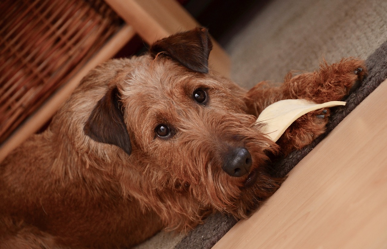 dog irish terrier terrier free photo