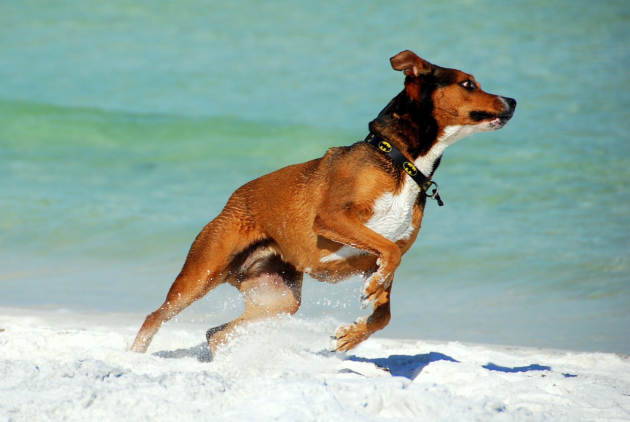 dog animal beach free photo