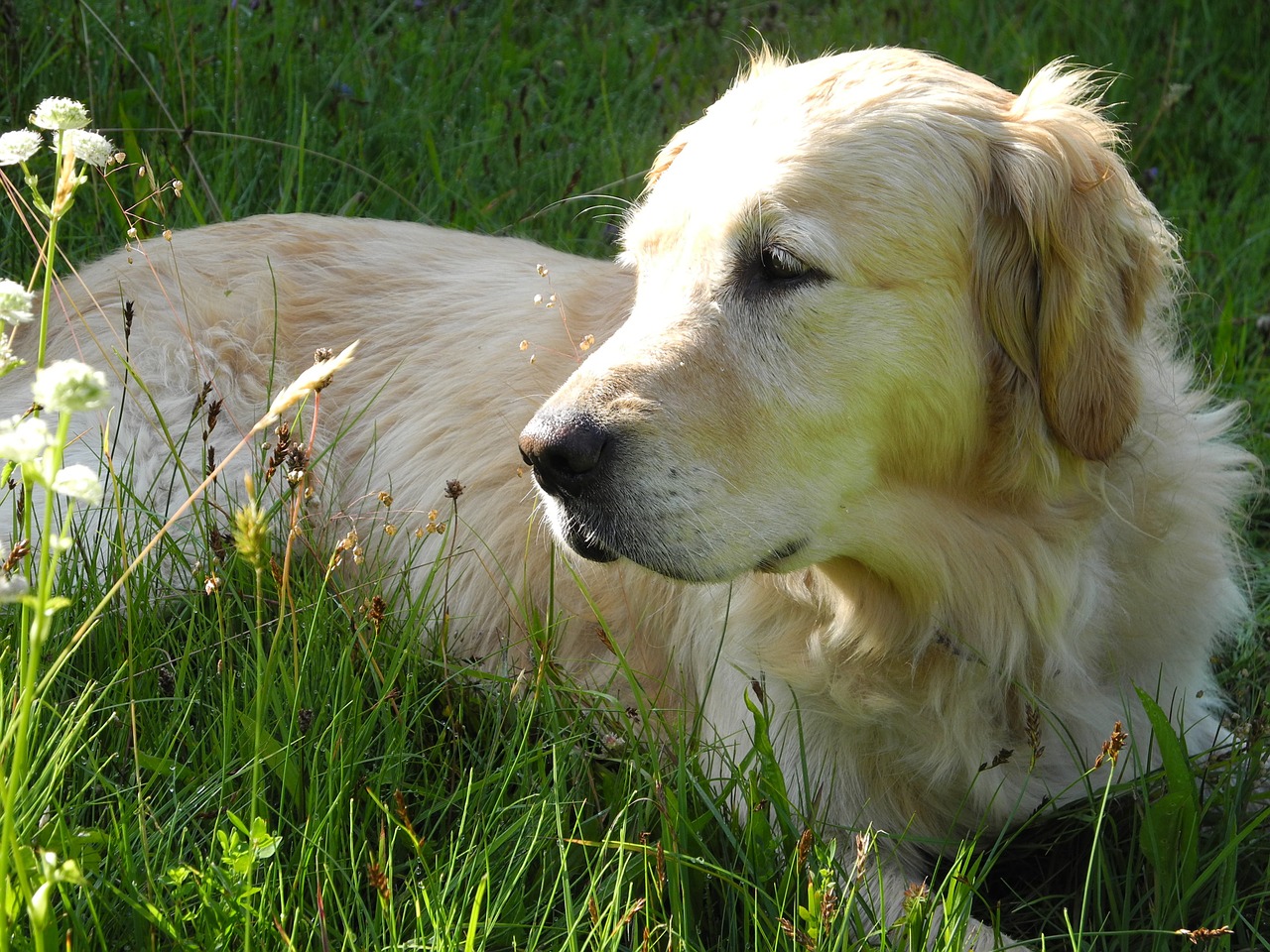 dog golden retriever concerns free photo