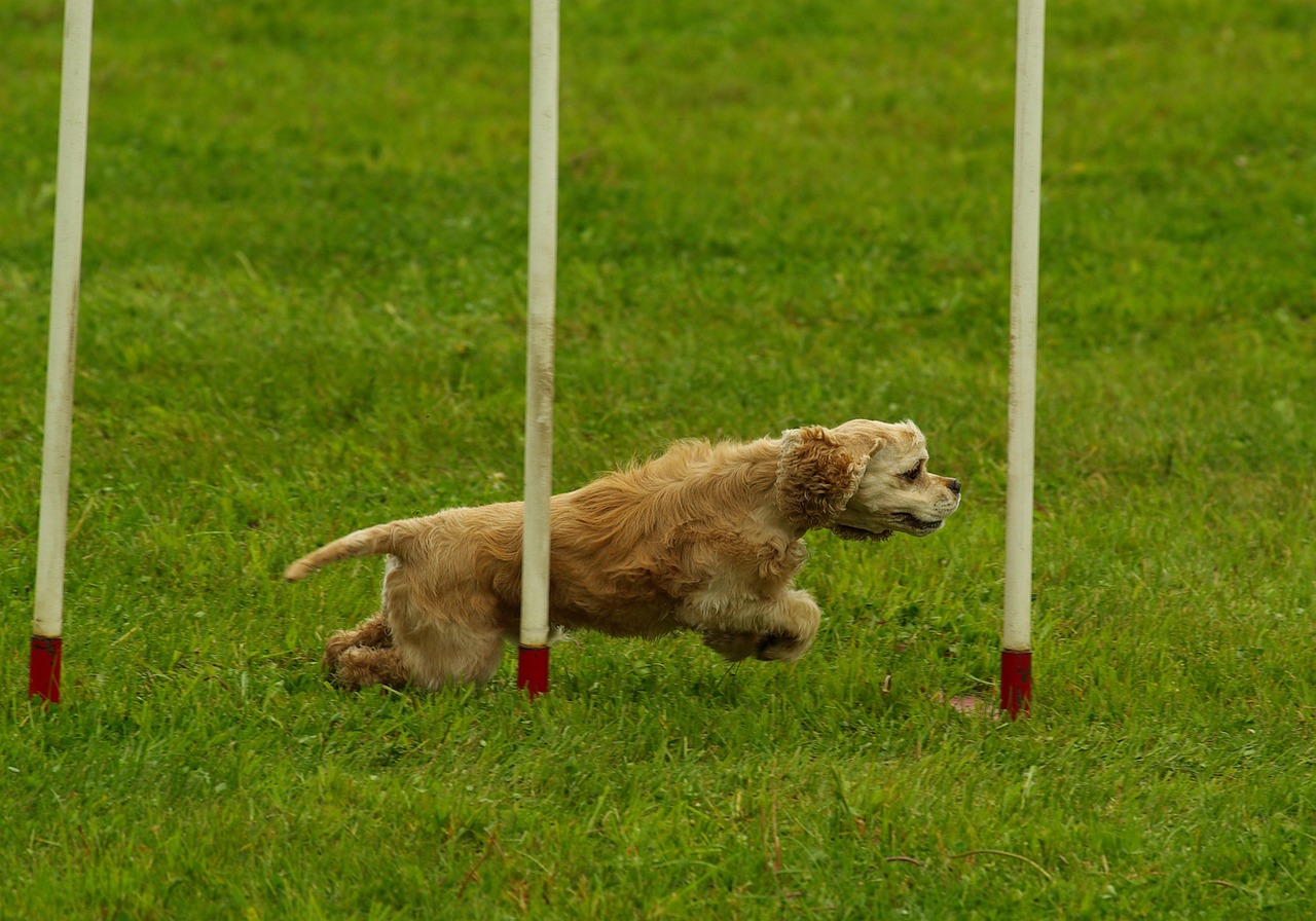 dog agility sport free photo