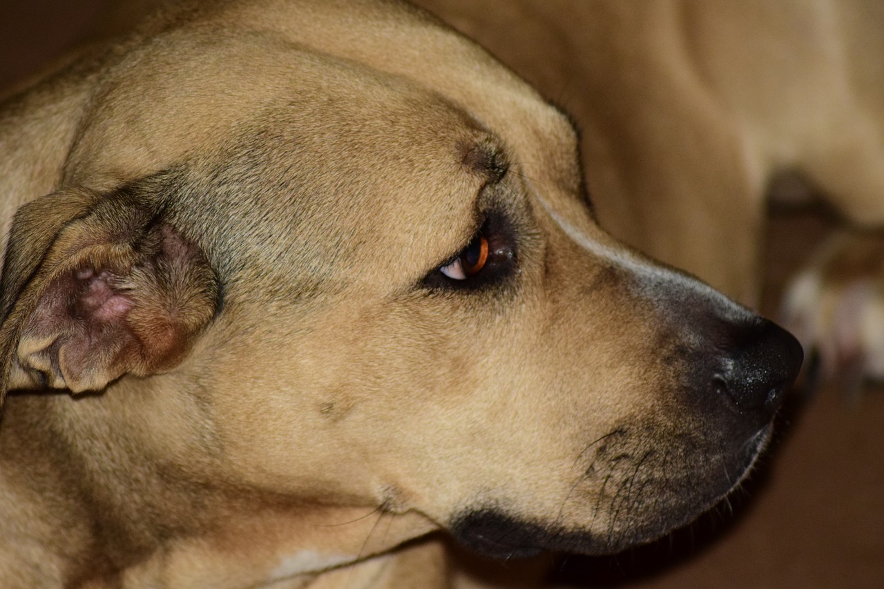 dog pitbull canine free photo