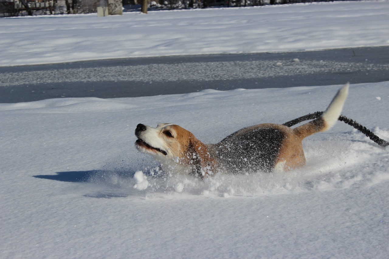 dog snow fun free photo