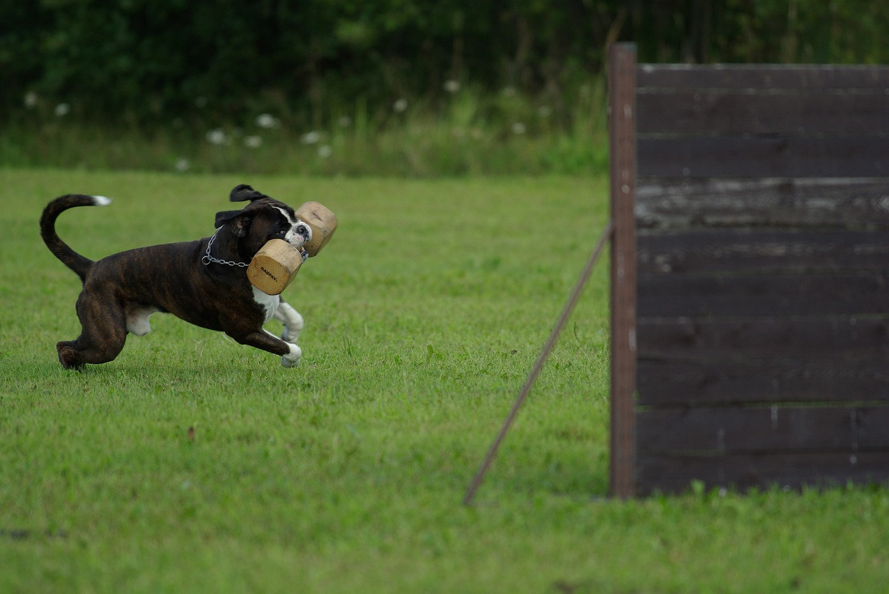dog sport training free photo