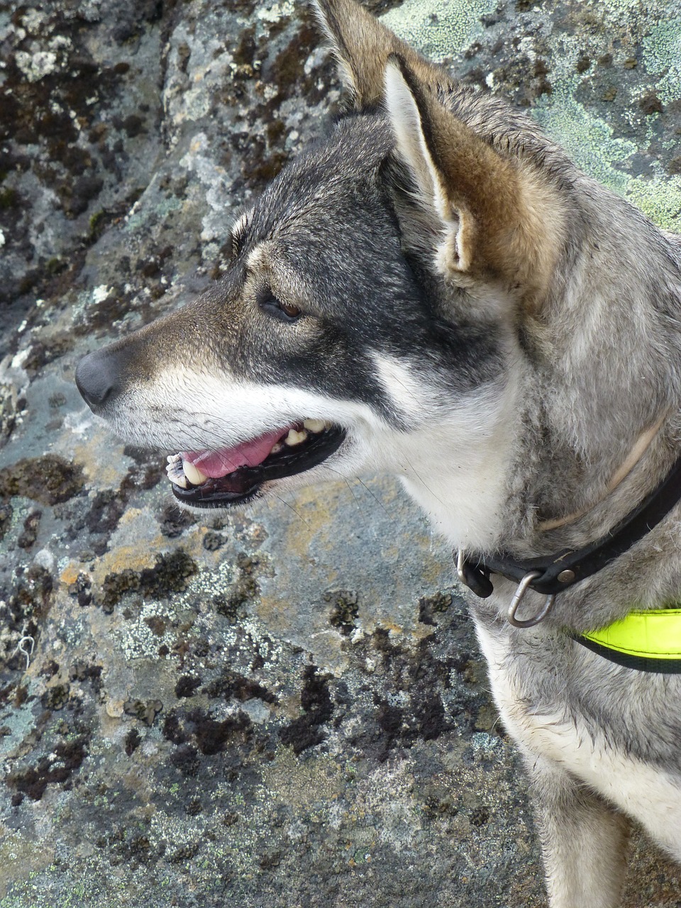 dog norway mountain free photo