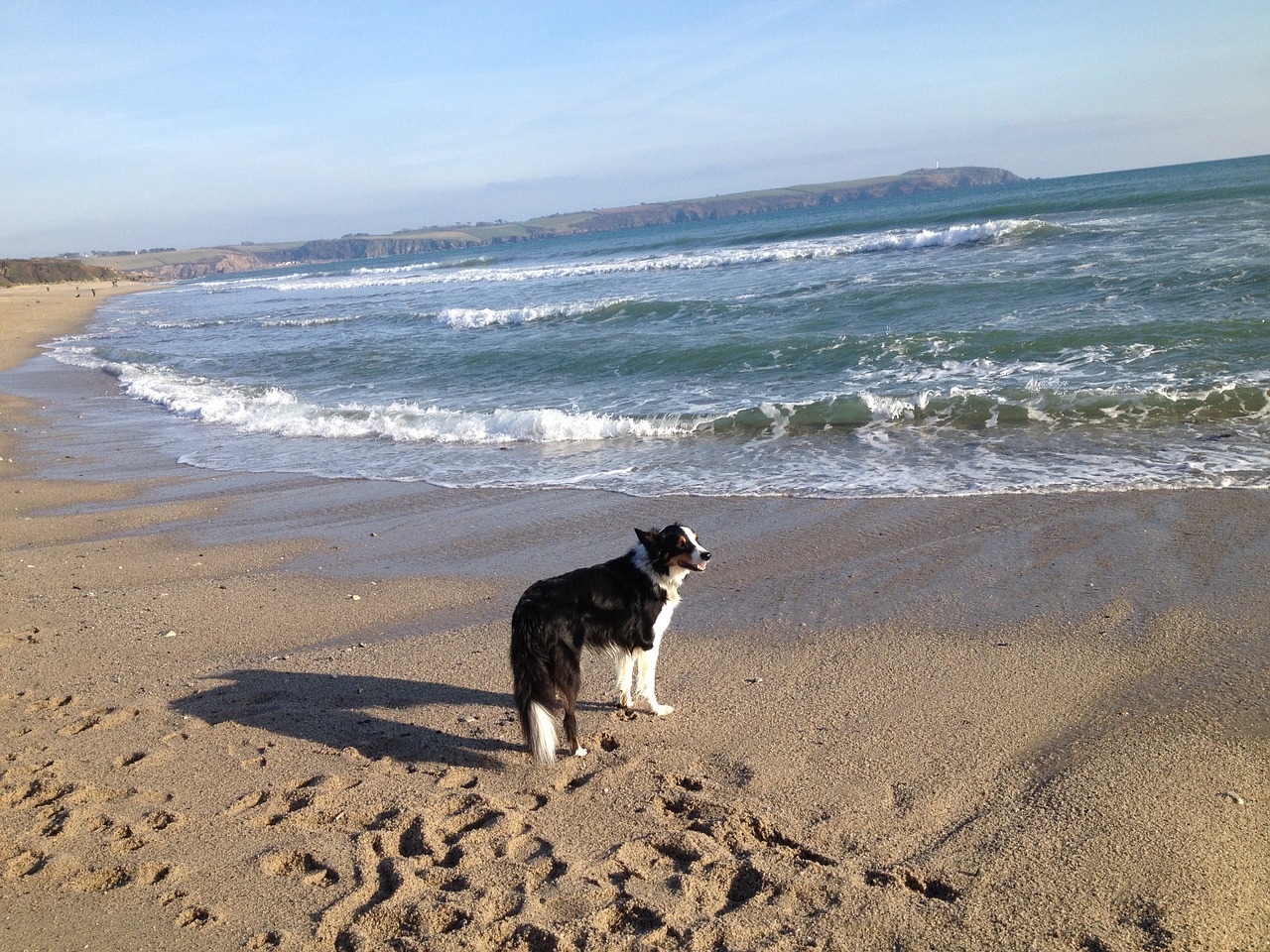 dog beach sea free photo