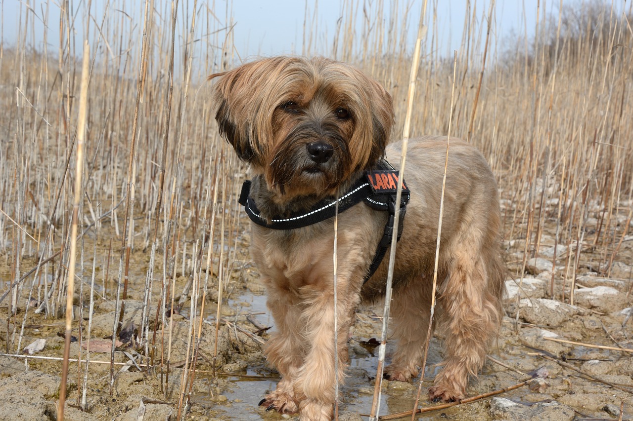 dog tibetan terrier pet free photo