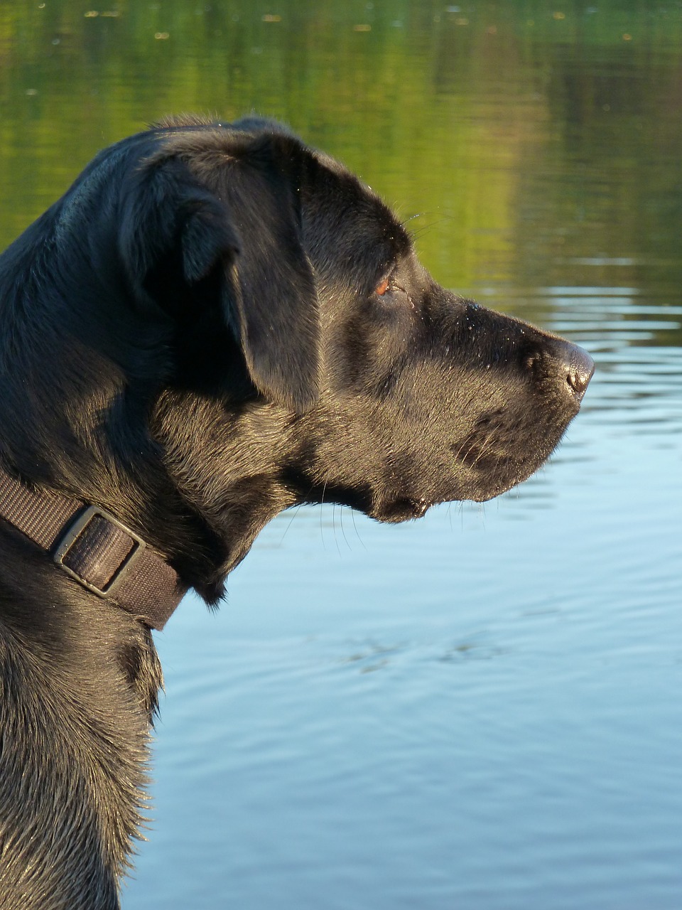 dog black labrador free photo