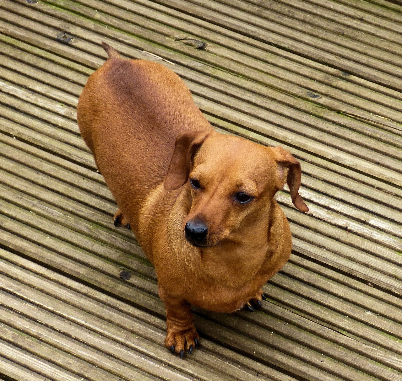 dog german canine free photo