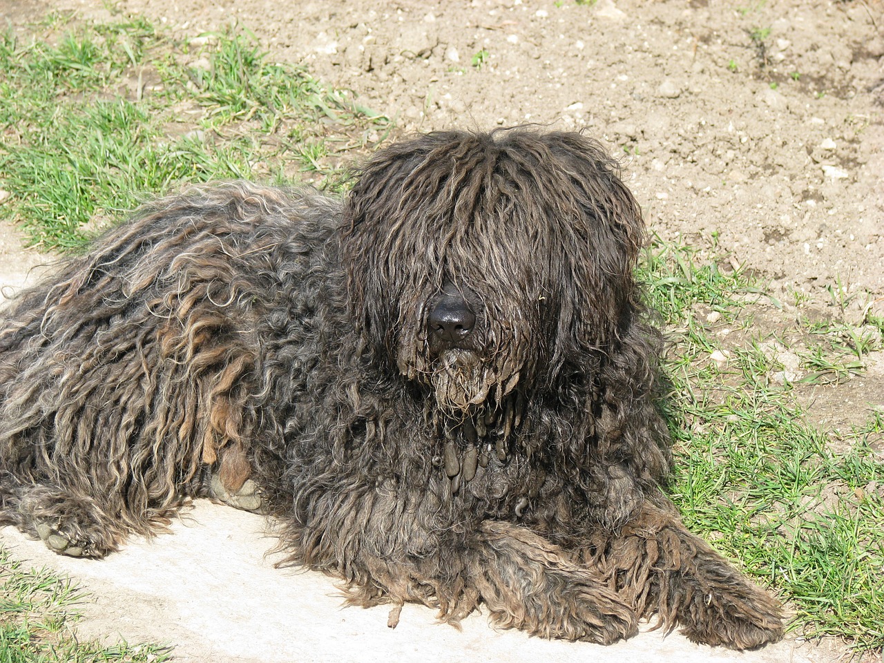 dog puli animal free photo