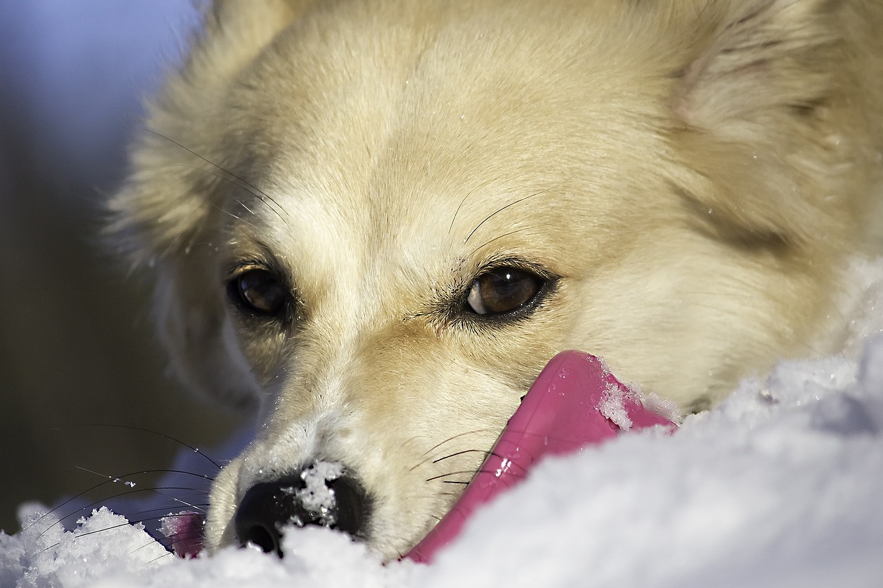 dog frisbii snow free photo