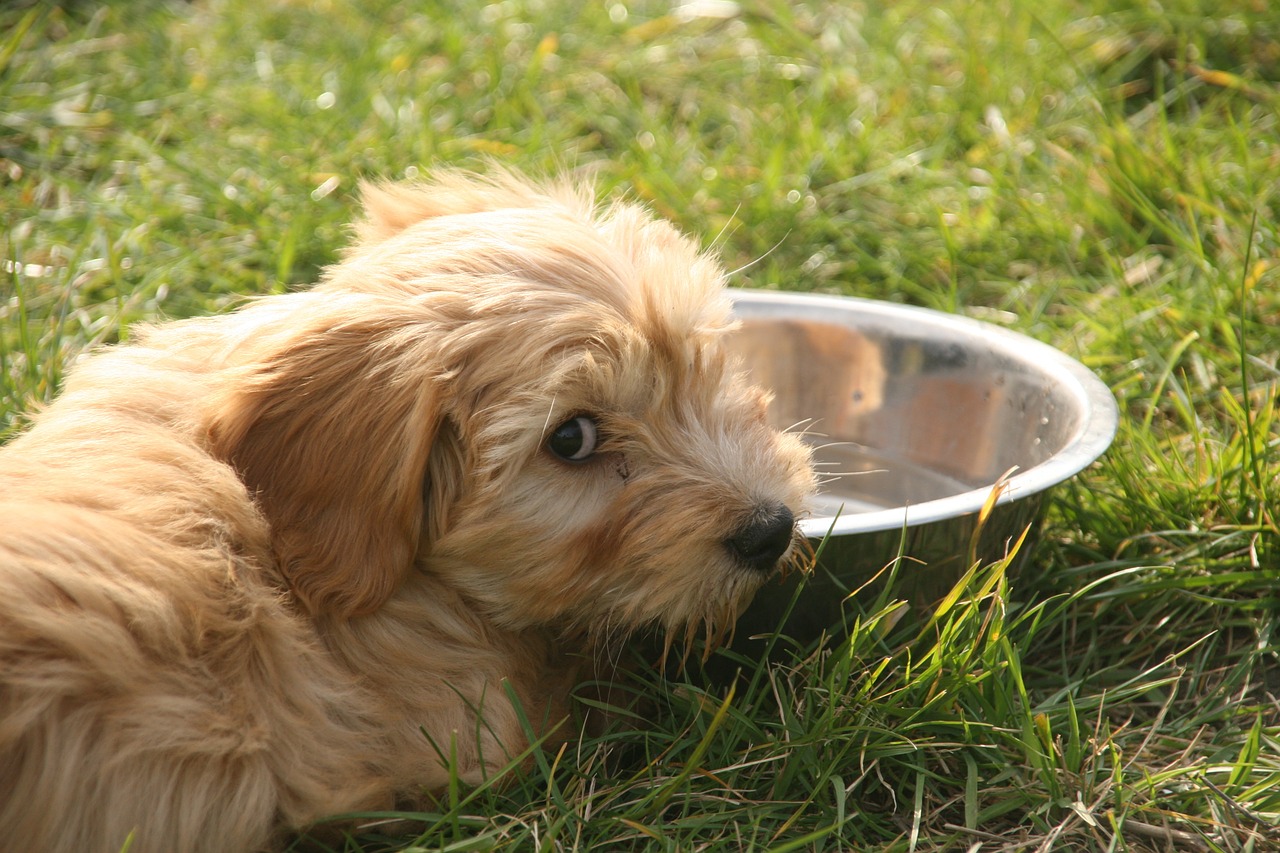 dog tibetan terrier free photo