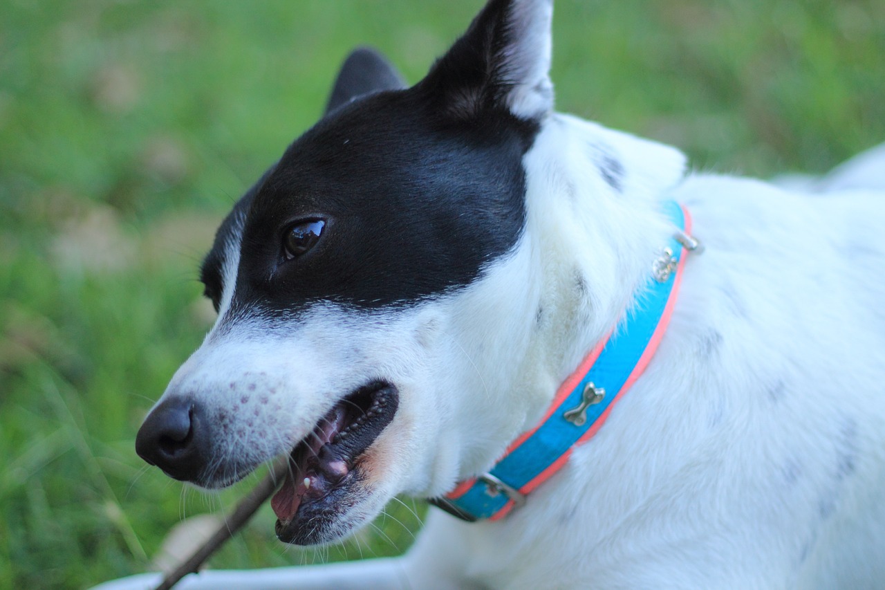 dog creole canine free photo