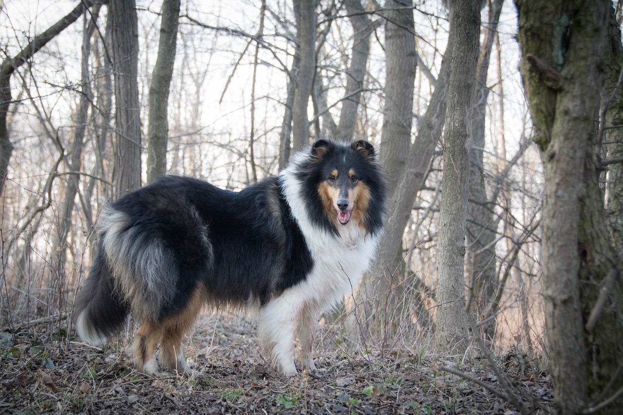 dog forest collie free photo