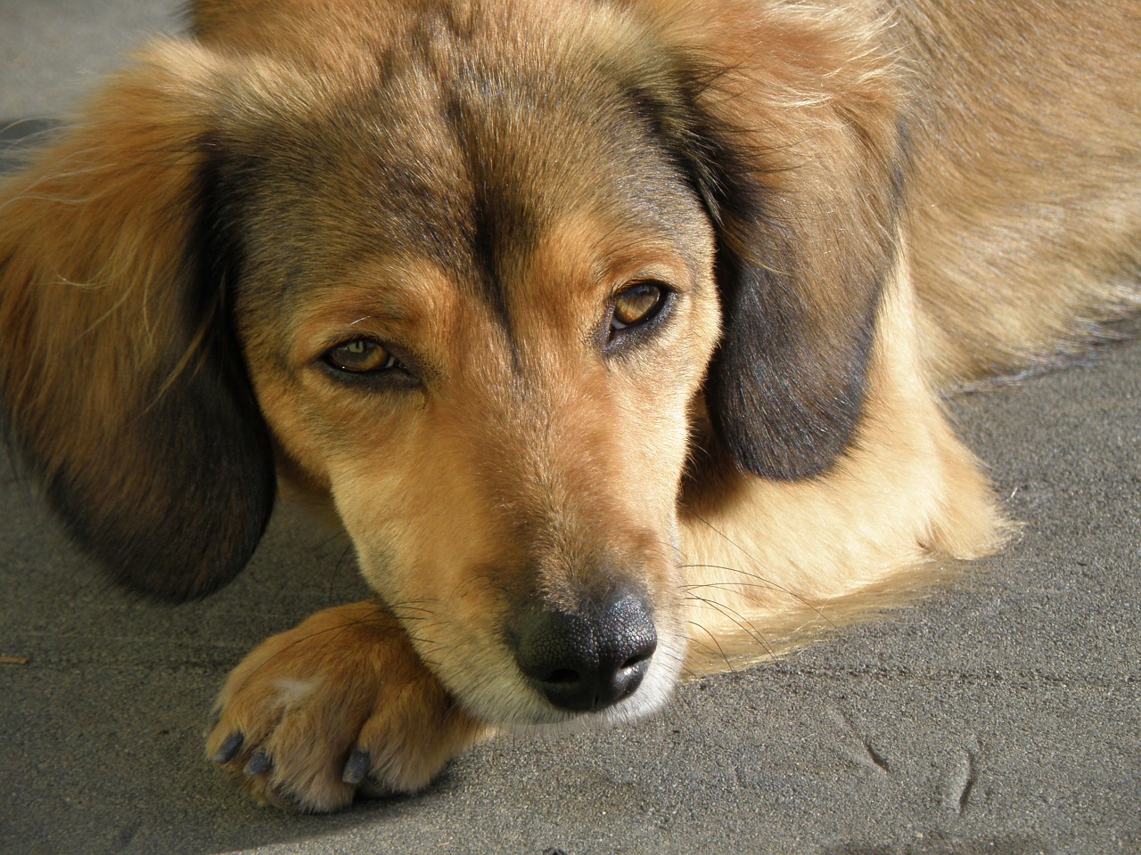 dog head portrait free photo