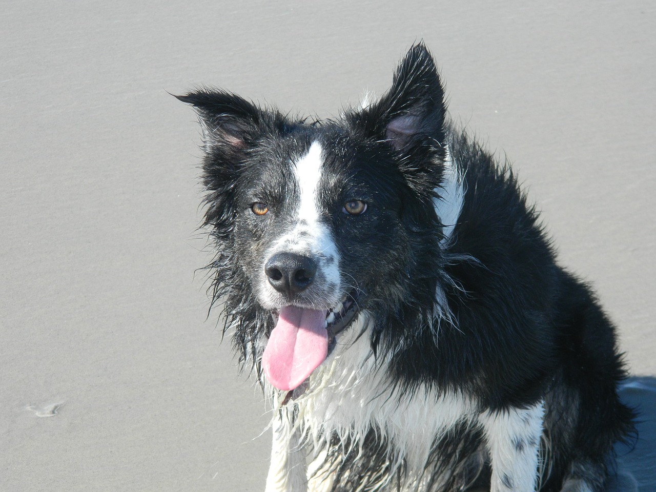 dog sea water free photo