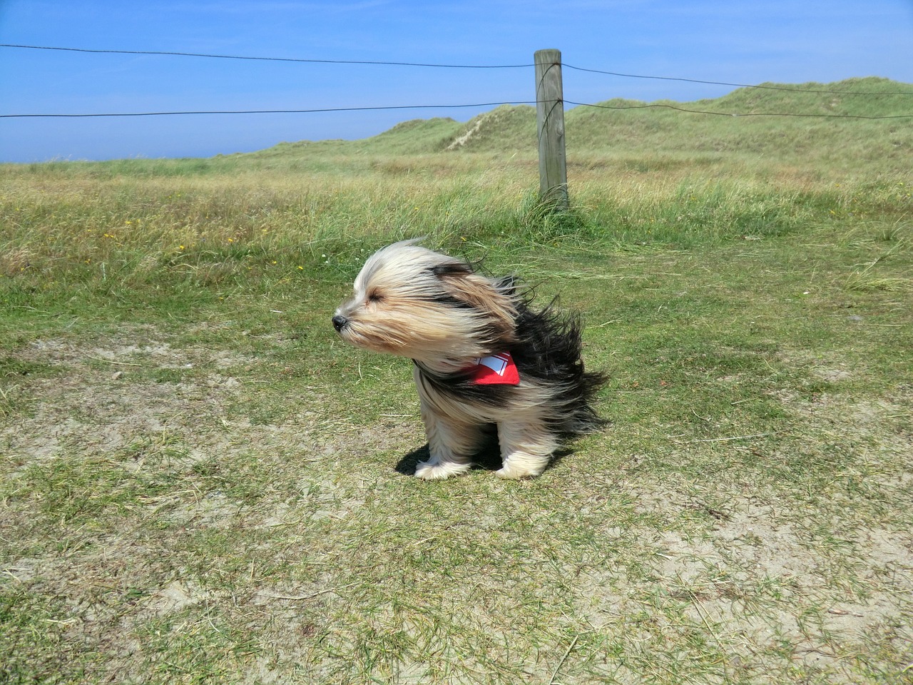 dog wind animal free photo