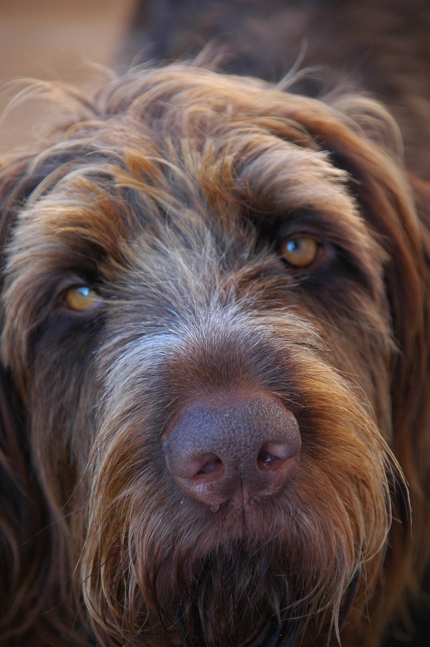 dog wirehaired close free photo