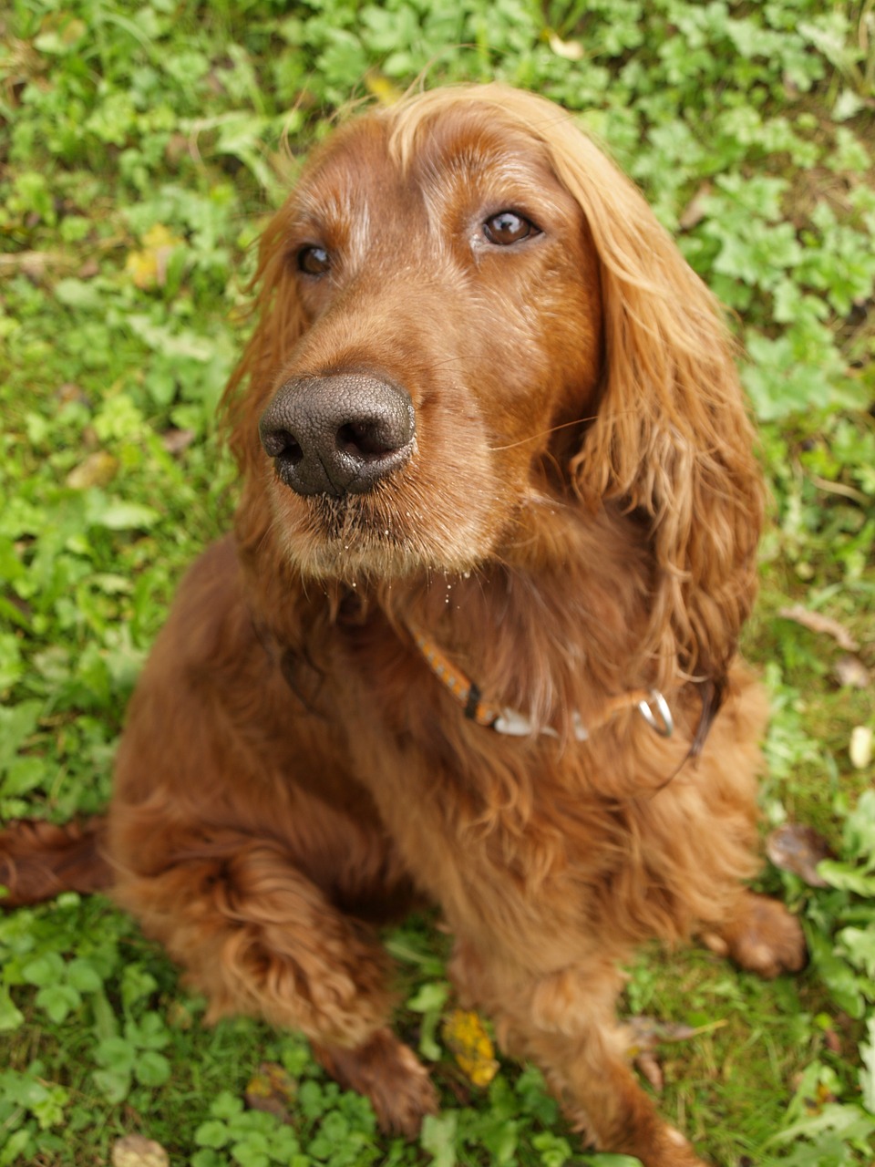 dog hunting dog brown free photo