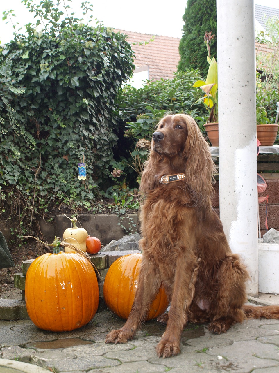 dog halloween pumpkin free photo