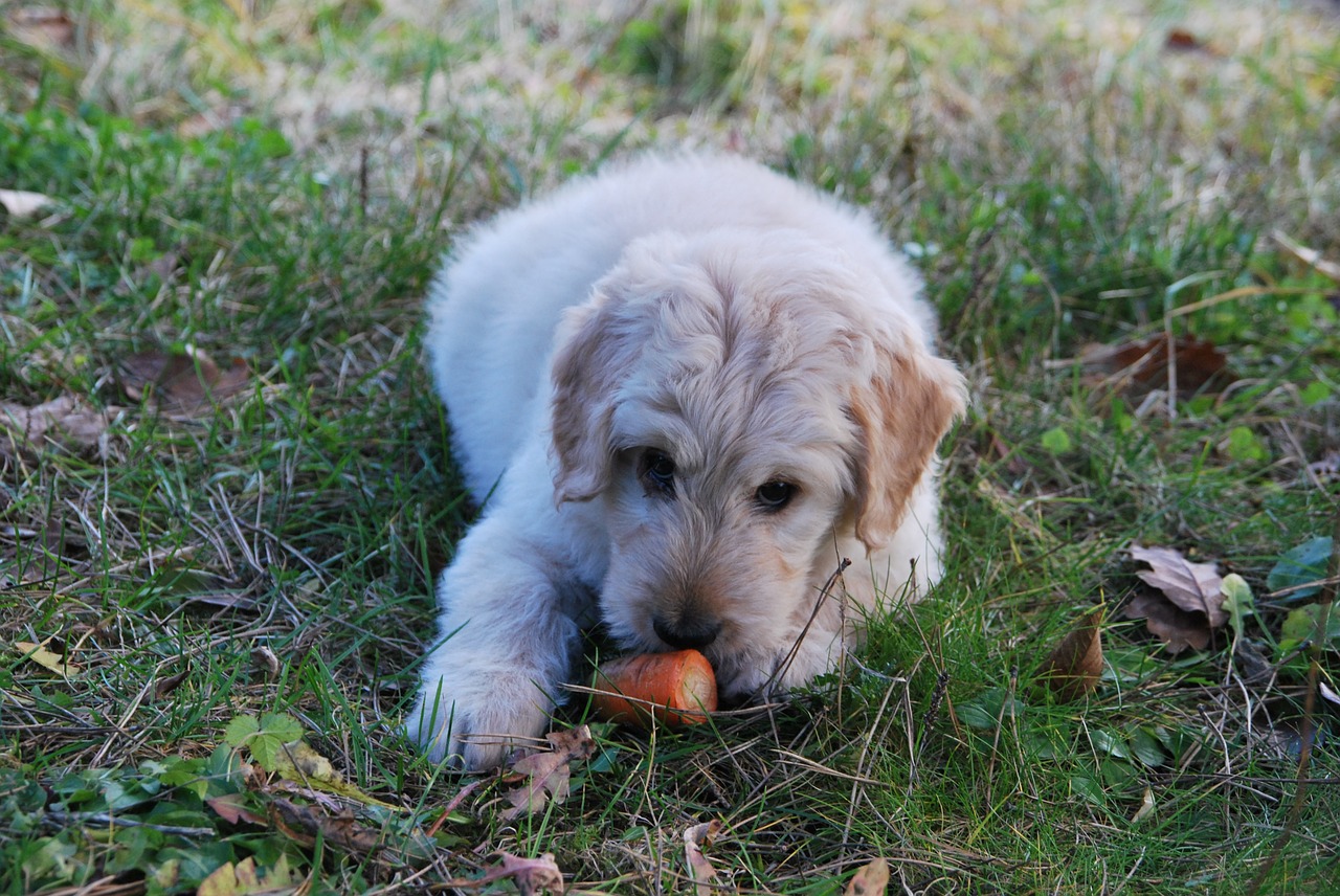 dog carrot playing free photo