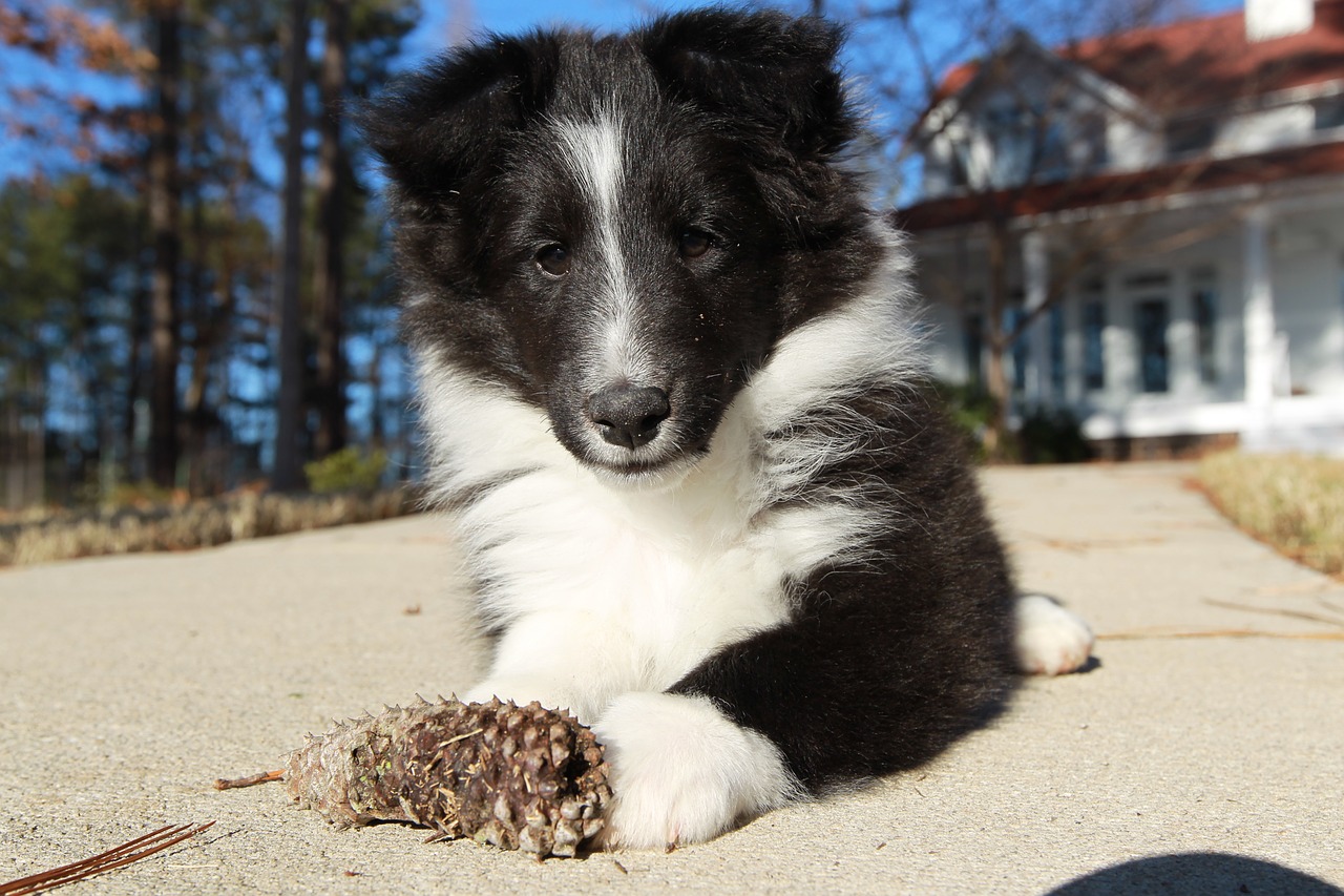 dog puppy shetland sheepdog free photo