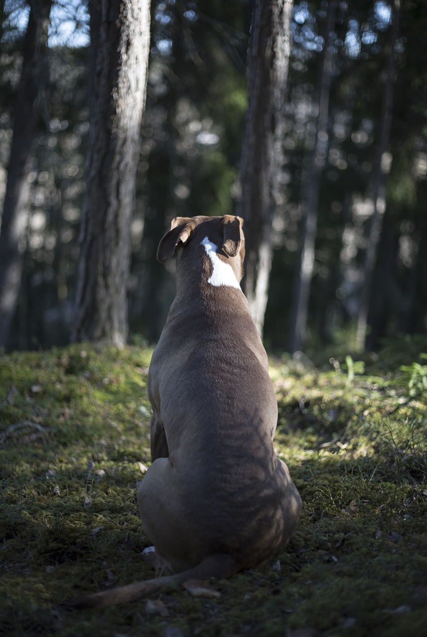 dog forest morning free photo