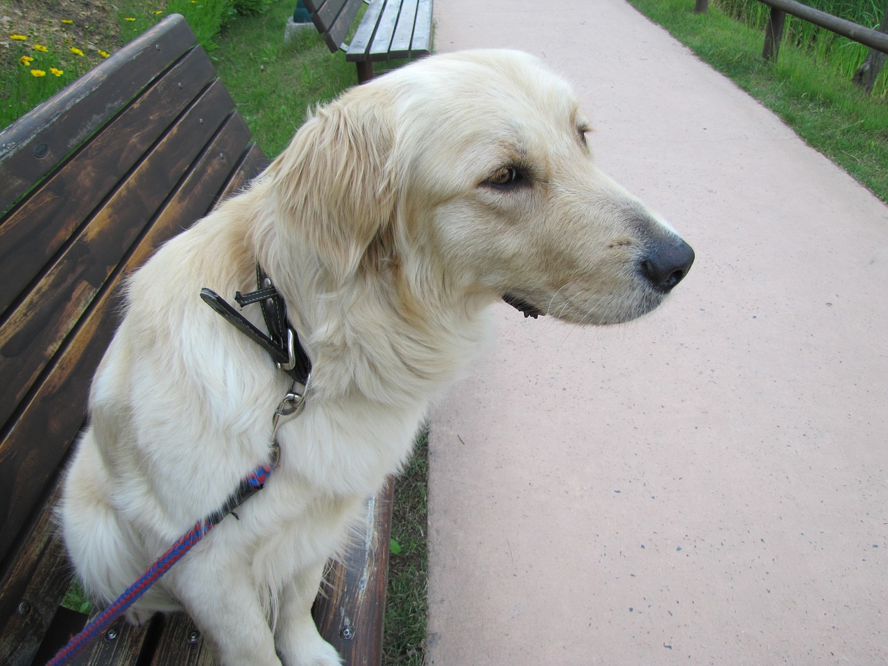 dog retriever golden free photo