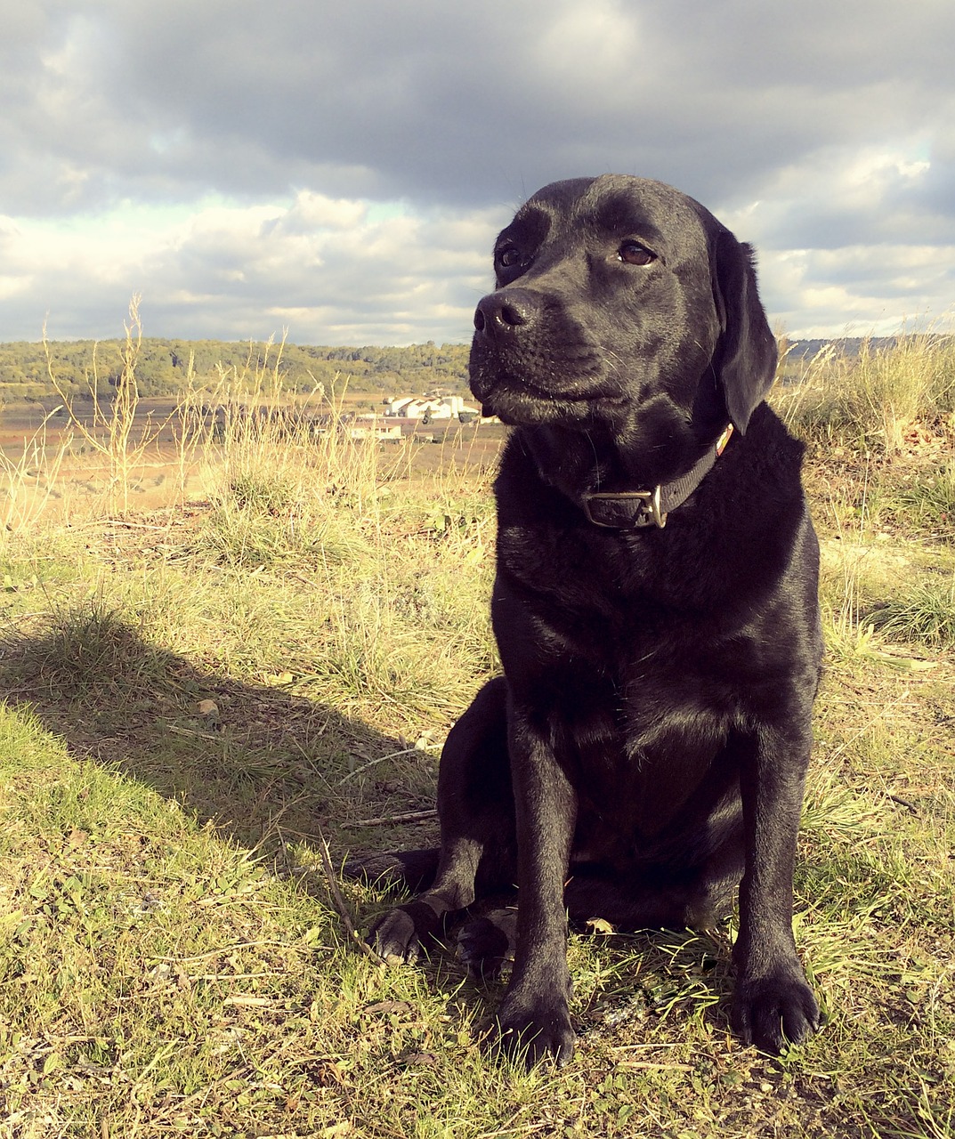 dog labrador sitting dog free photo