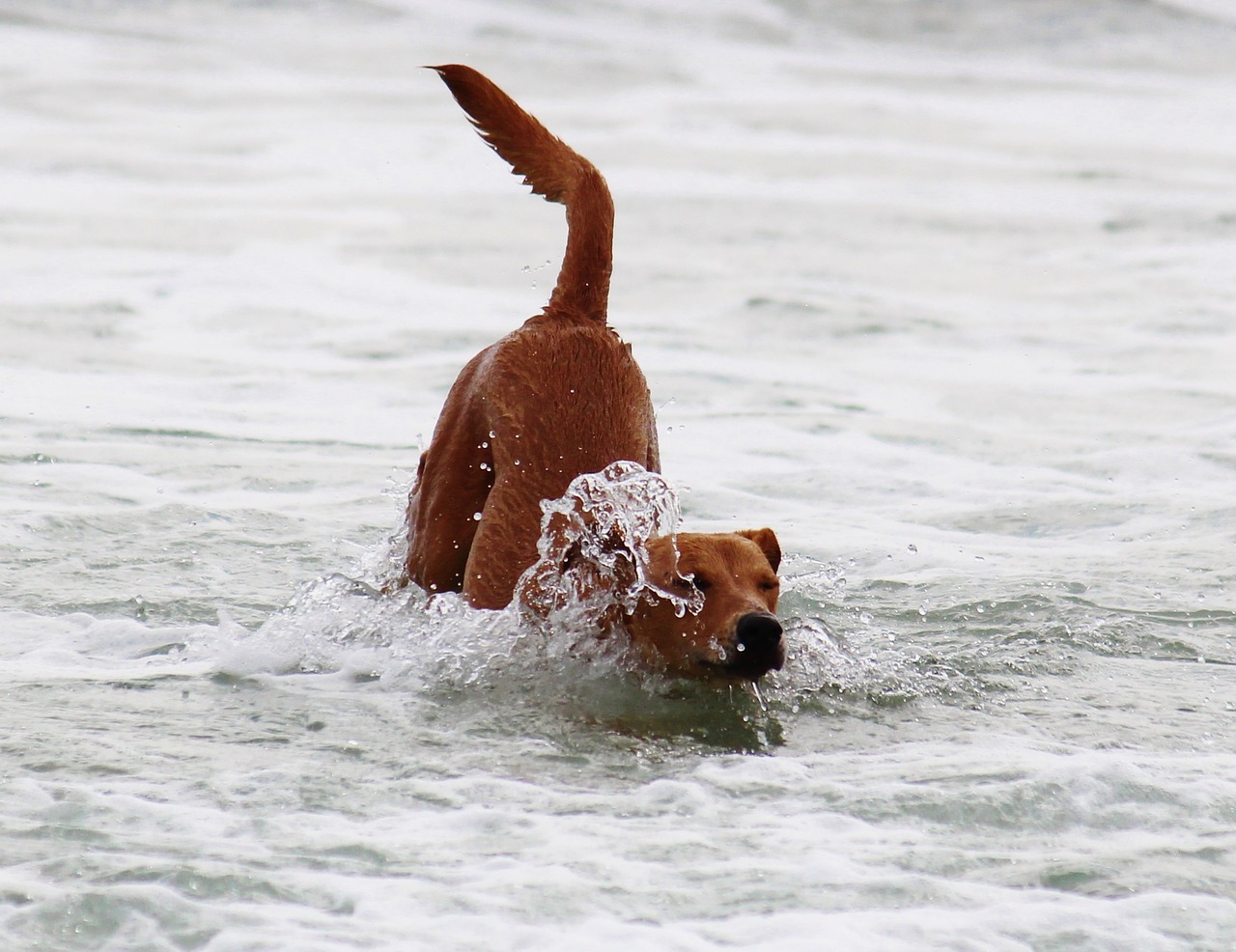 dog water sea free photo