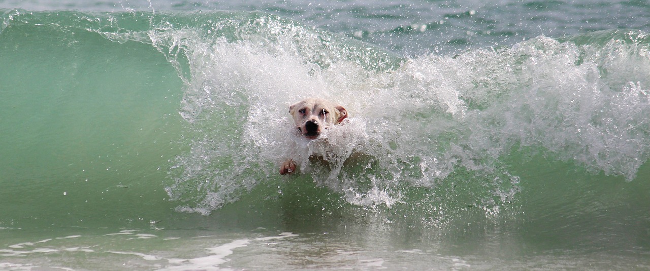 dog wave surf