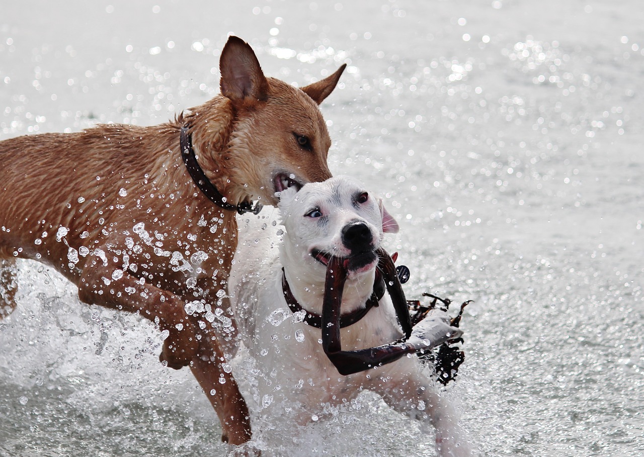 dog sea water free photo