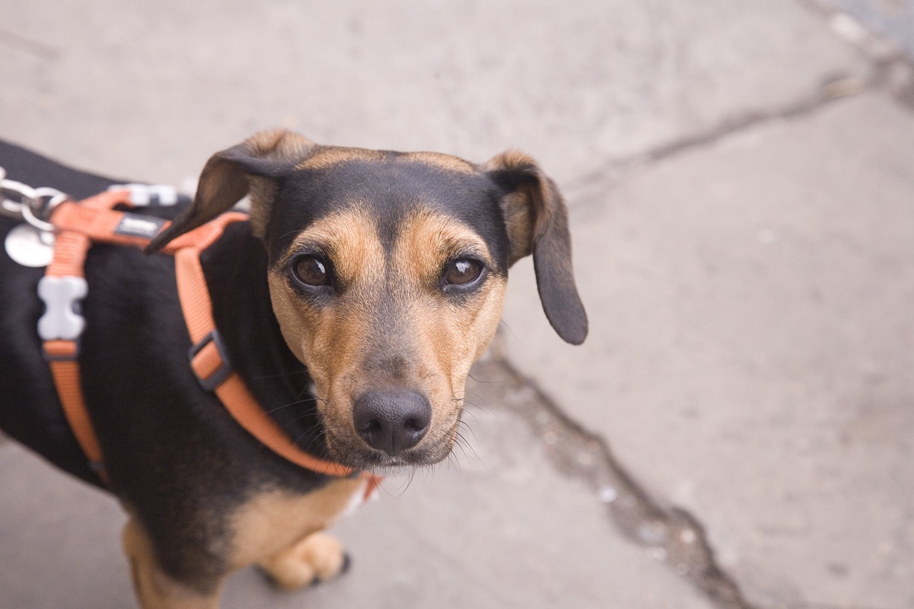 dog dog on a lead puppy free photo