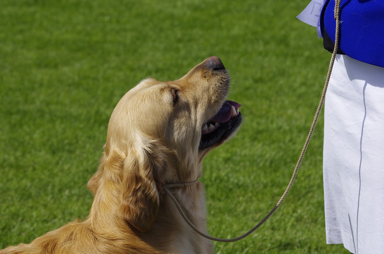 dog golden retriever animal free photo